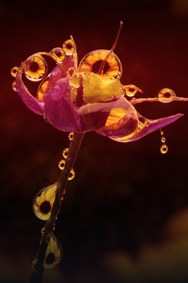 Macro close-up of a dew-covered flower — Native 4K ultra HD picks on KemoTV